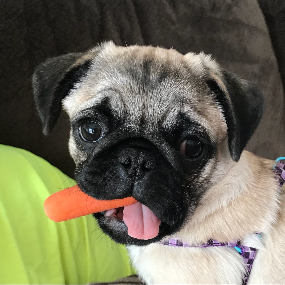 Meet your Posher, Heidi